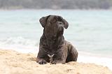 CANE CORSO 599